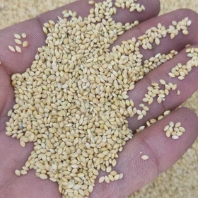 ارزن ریز اراک
