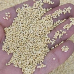 ارزن ریز اراک