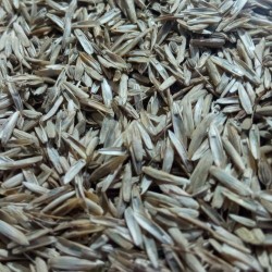 تخم چمن وحشی
