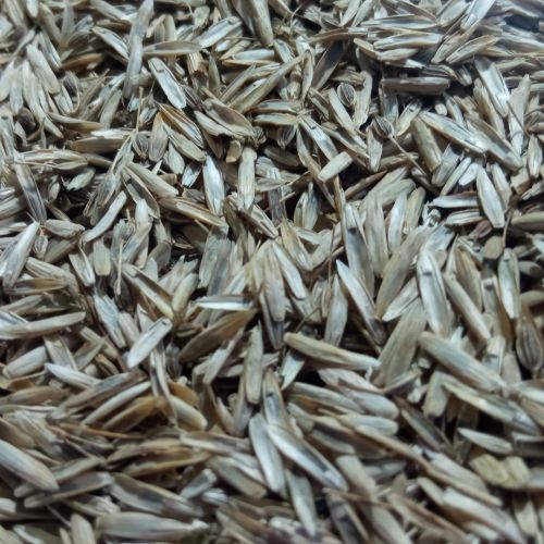 تخم چمن وحشی